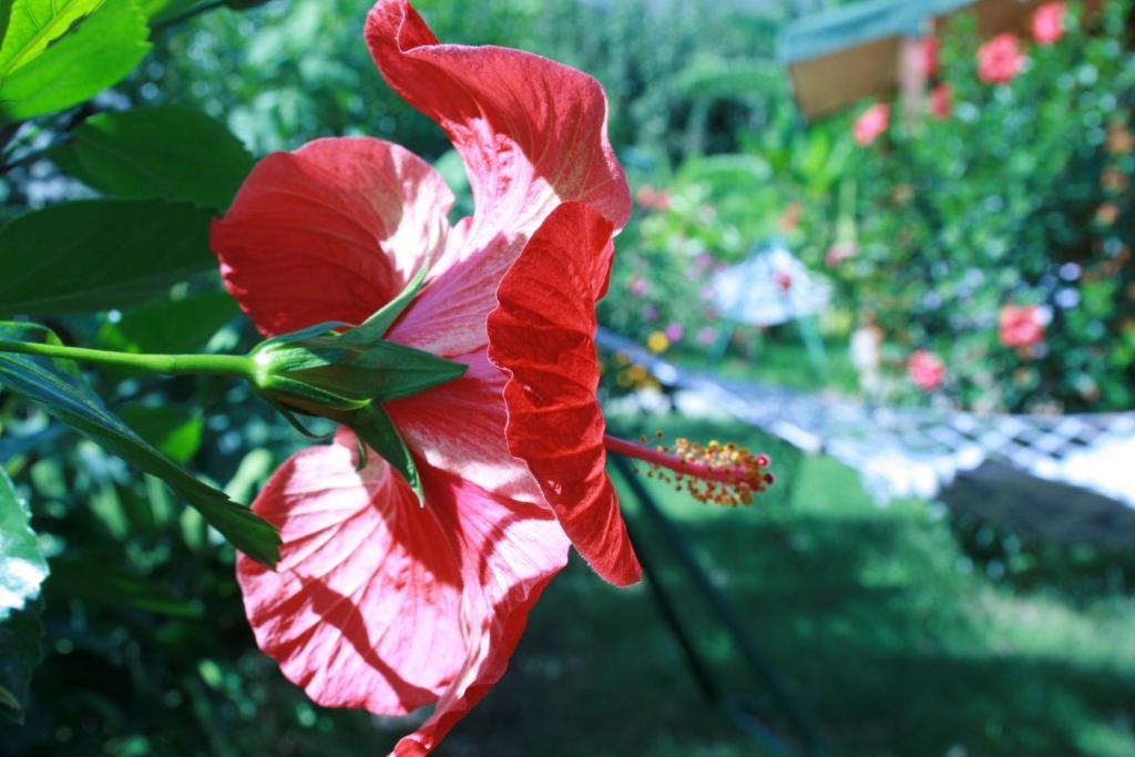 Cirali Armira Bungalow Szoba fotó